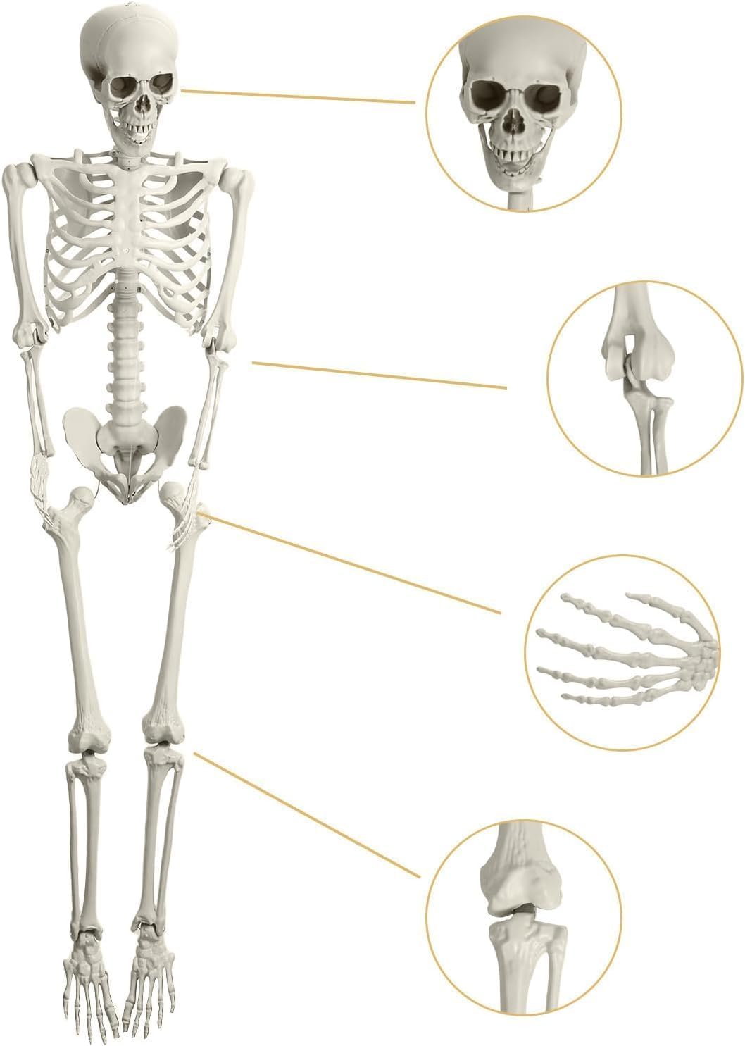 5.4ft Posable Plastic Skeleton N51936