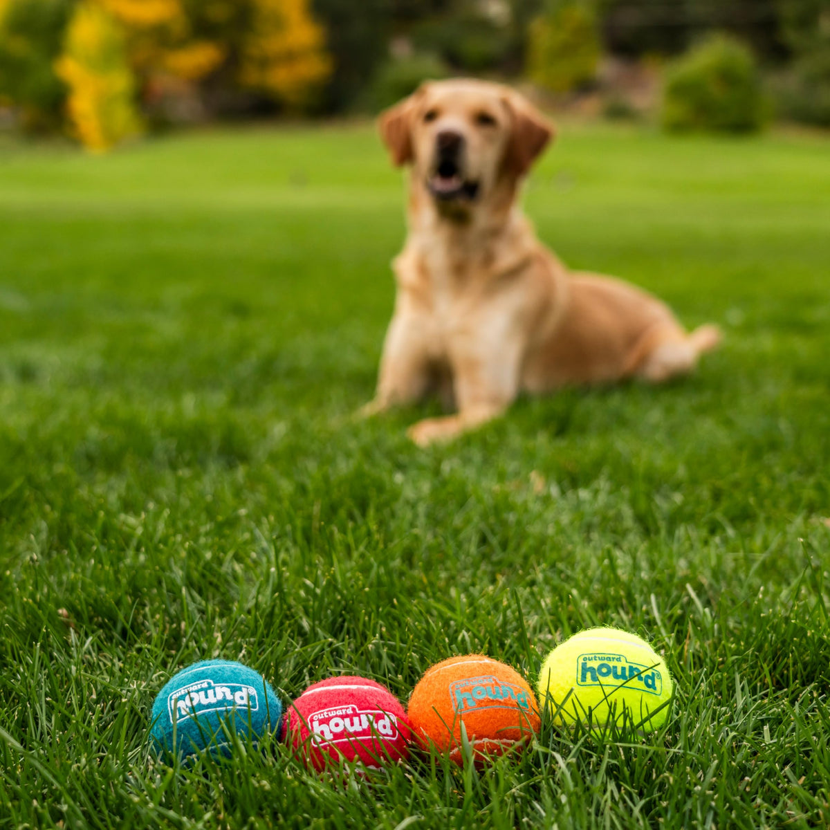 Squeaker Ballz Tennis Ball Dog Toy 4-Pack E44040