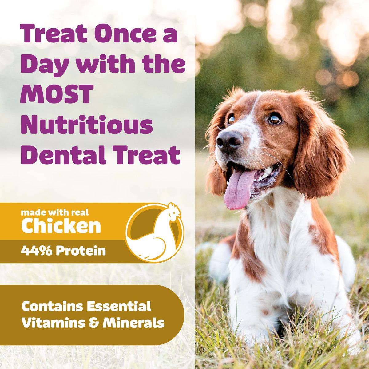 Chicken Dog Dental Treats 24oz & 36 oz D785