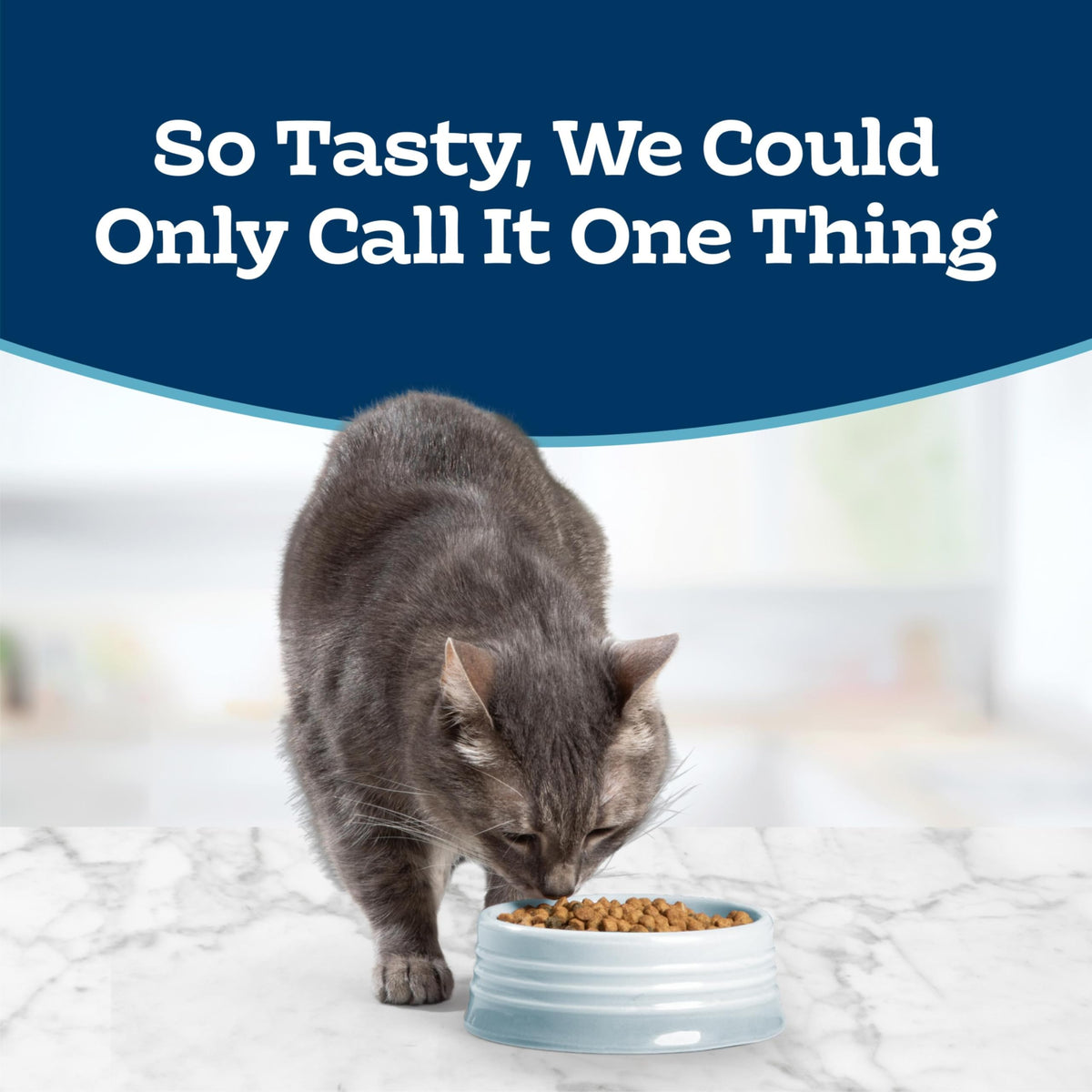 Chicken Sensitive Stomach Dry Cat Food, 3 lb N1690